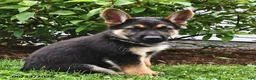 German Shepherd dogs for sale: Pilot - Ad 3