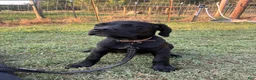 Cane Corso dogs for sale: Cane Corso Puppy 10 - Ad 8