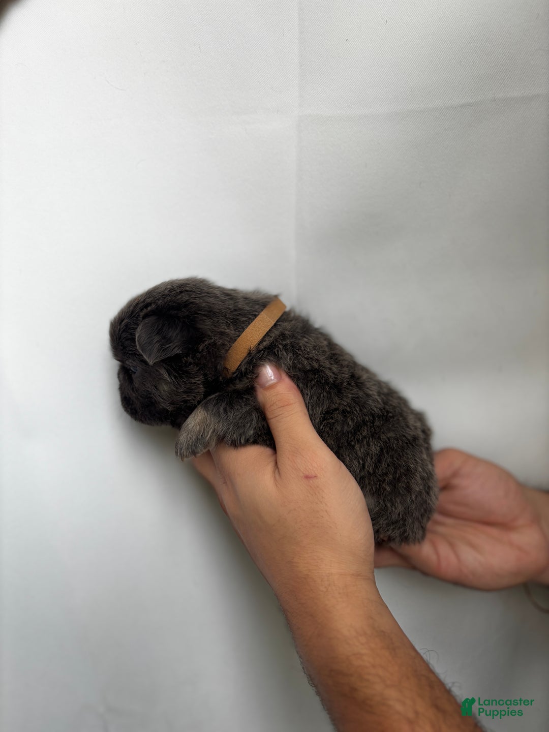 French Bulldog dogs for sale: River - Ad 6