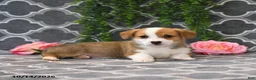 Welsh Corgi Pembroke dogs for sale: Princess - Ad 4