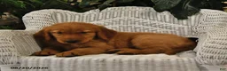 Golden Retriever dogs for sale: Becky - Ad 4