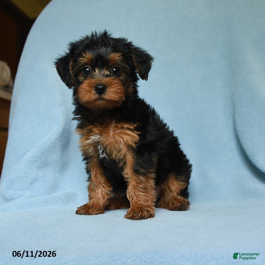 Yorkiepoo dogs Butterfinger - Ad 1