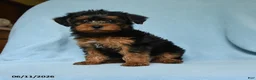 Yorkiepoo dogs for sale: Butterfinger - Ad 1