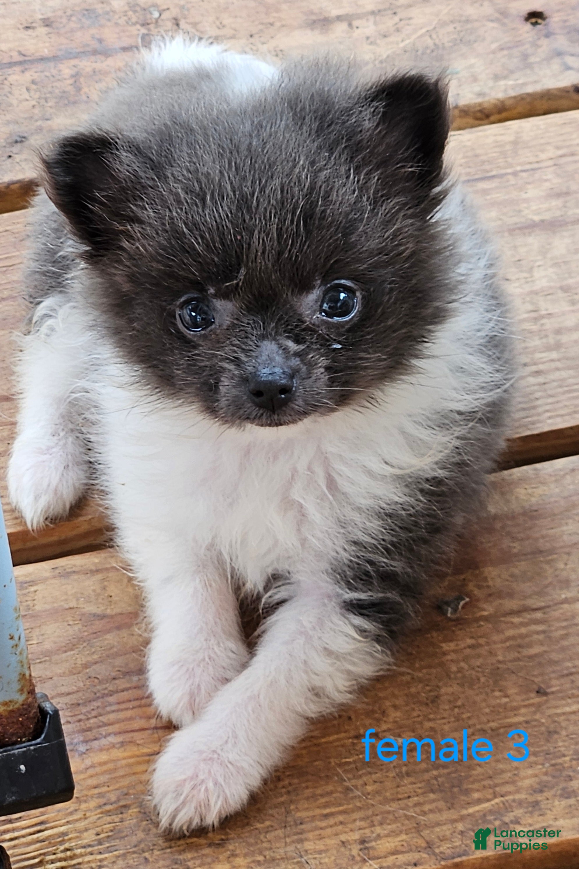 Pomeranian dogs Liberty  - Ad 1
