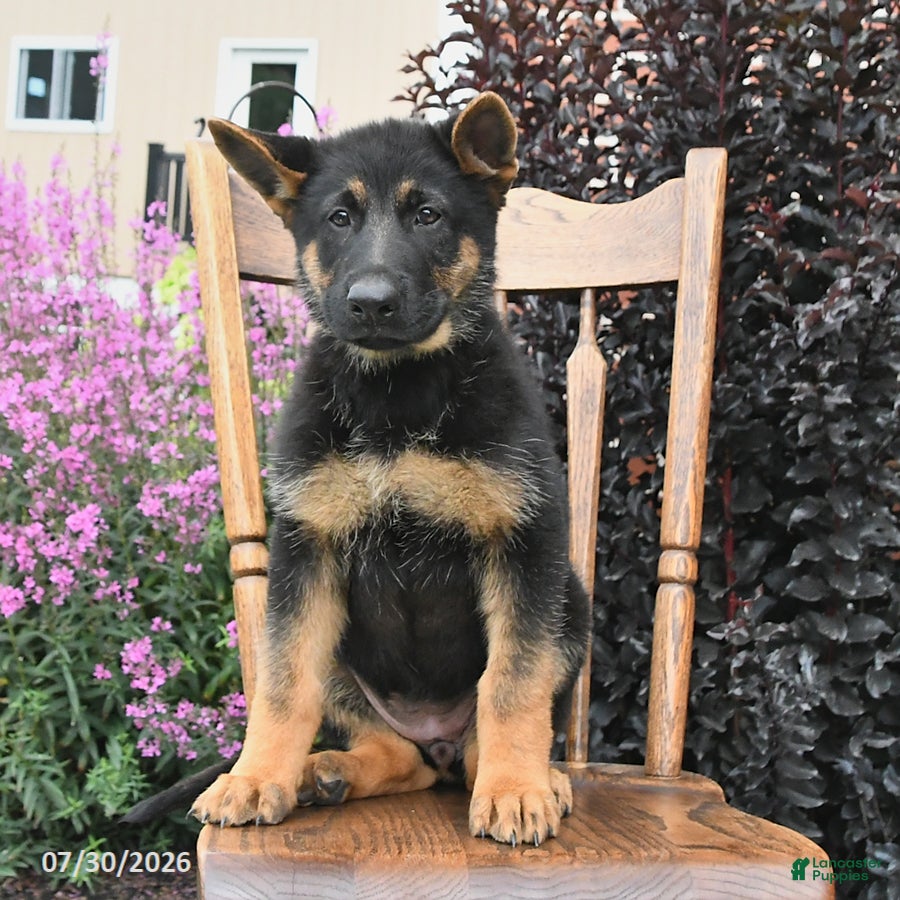 German Shepherd dogs Kristina - Ad 2