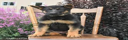 German Shepherd dogs for sale: Kristina - Ad 2