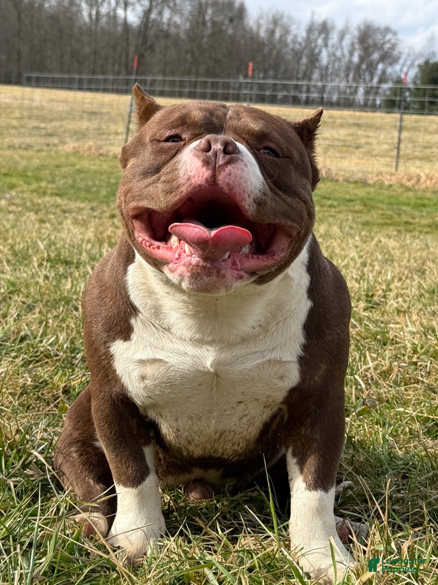 American Bully dogs Chocolate Po - Ad 2
