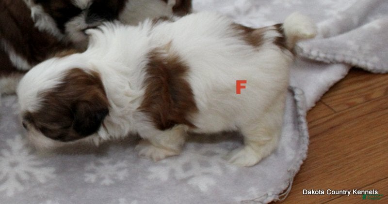 Malshi dogs Bella - Ad 2