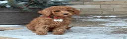 Standard Poodle dogs for sale: Bentley - Moyen Size Poodle - Ad 4