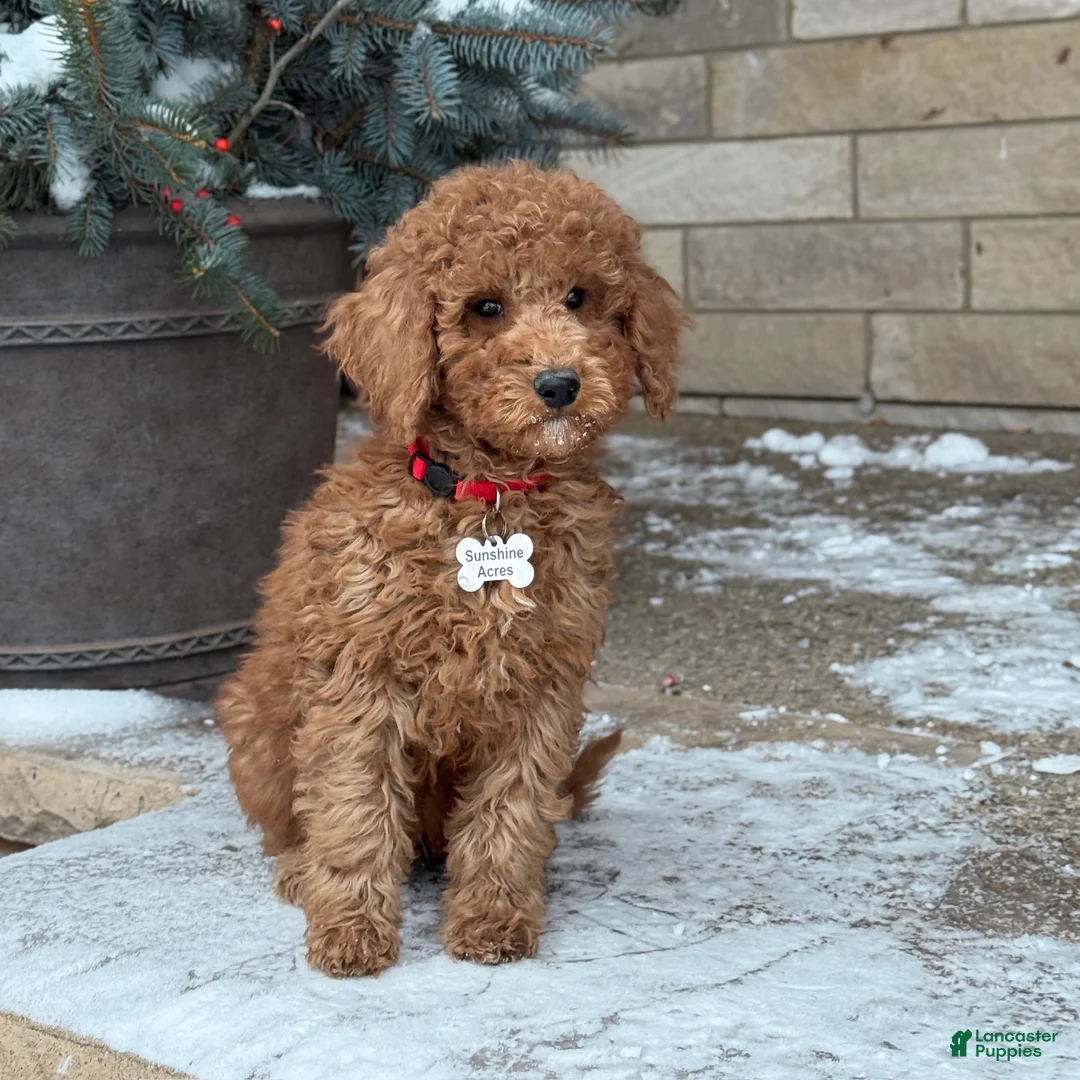Standard Poodle dogs for sale: Bentley - Moyen Size Poodle - Ad 4