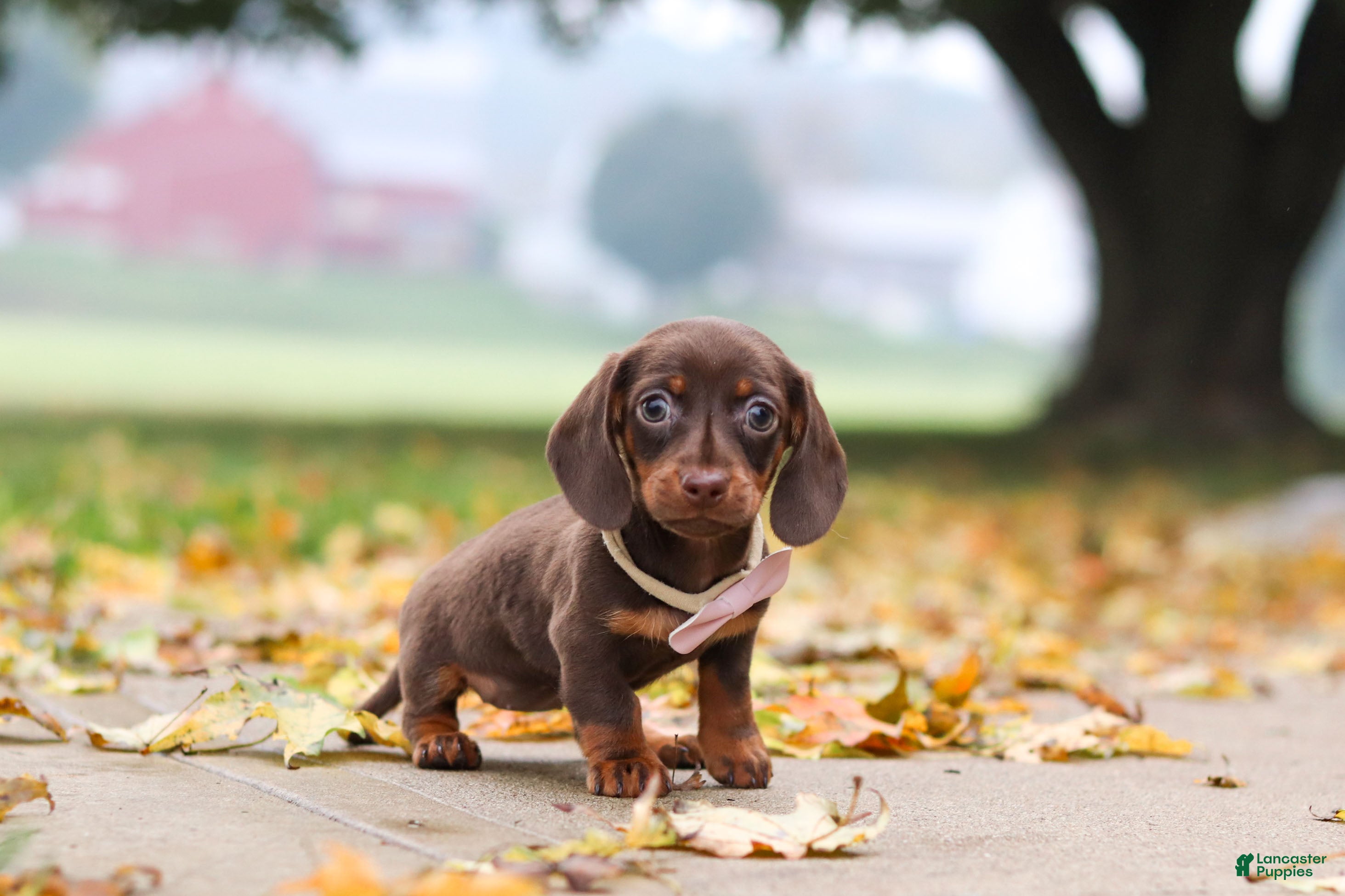 Miniature Dachshund dogs Lilly - Ad 2