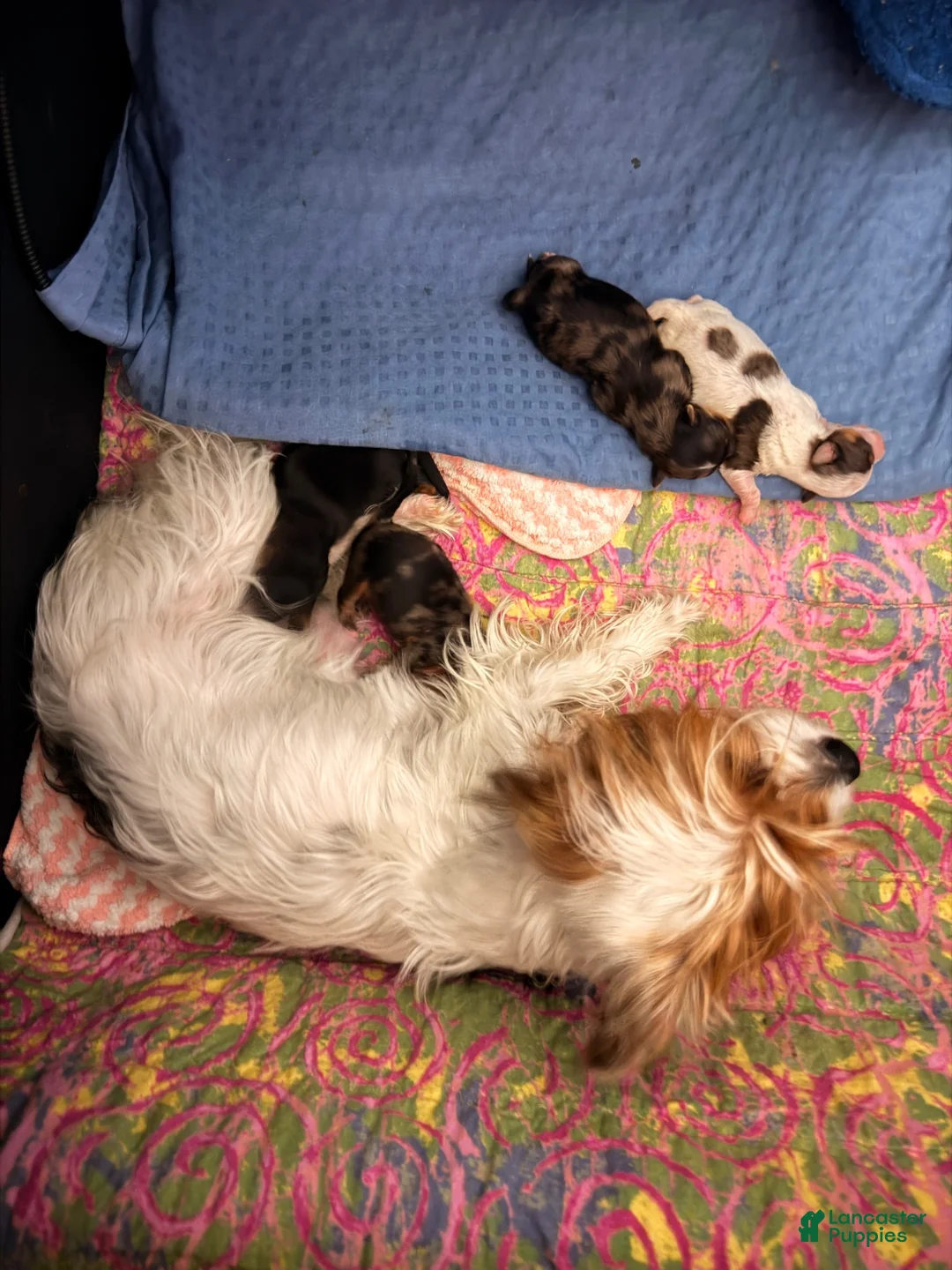 Yorkshire Terrier dogs for sale: Freddy the Tank - Ad 4