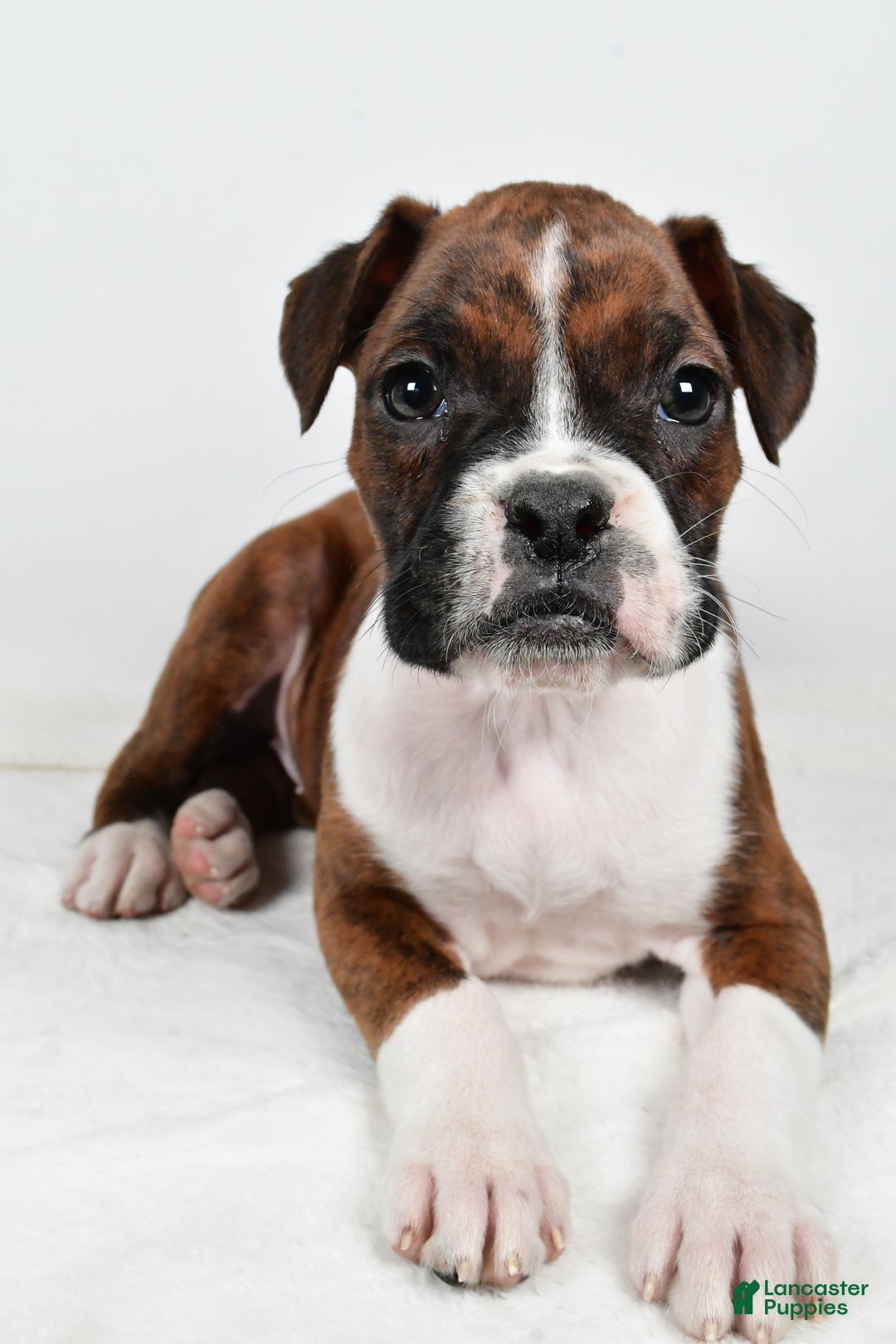 Boxer dogs for sale: Bella - Ad 5