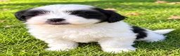 Shihpoo dogs for sale: Toby - Ad 3