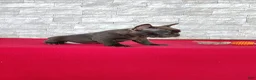 Frenchton dogs for sale: Buster - Ad 4