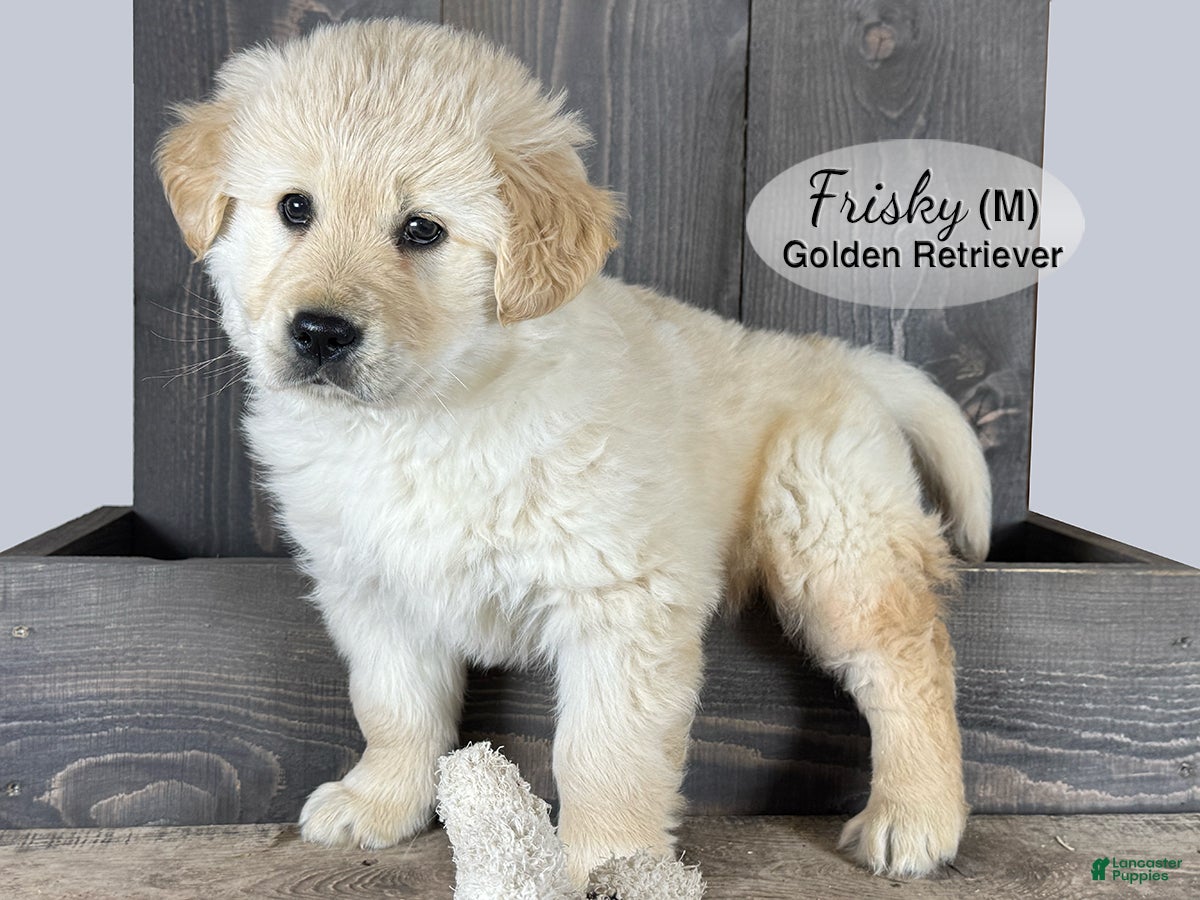 Golden Retriever dogs Golden Retriever Puppy 1 - Ad 1