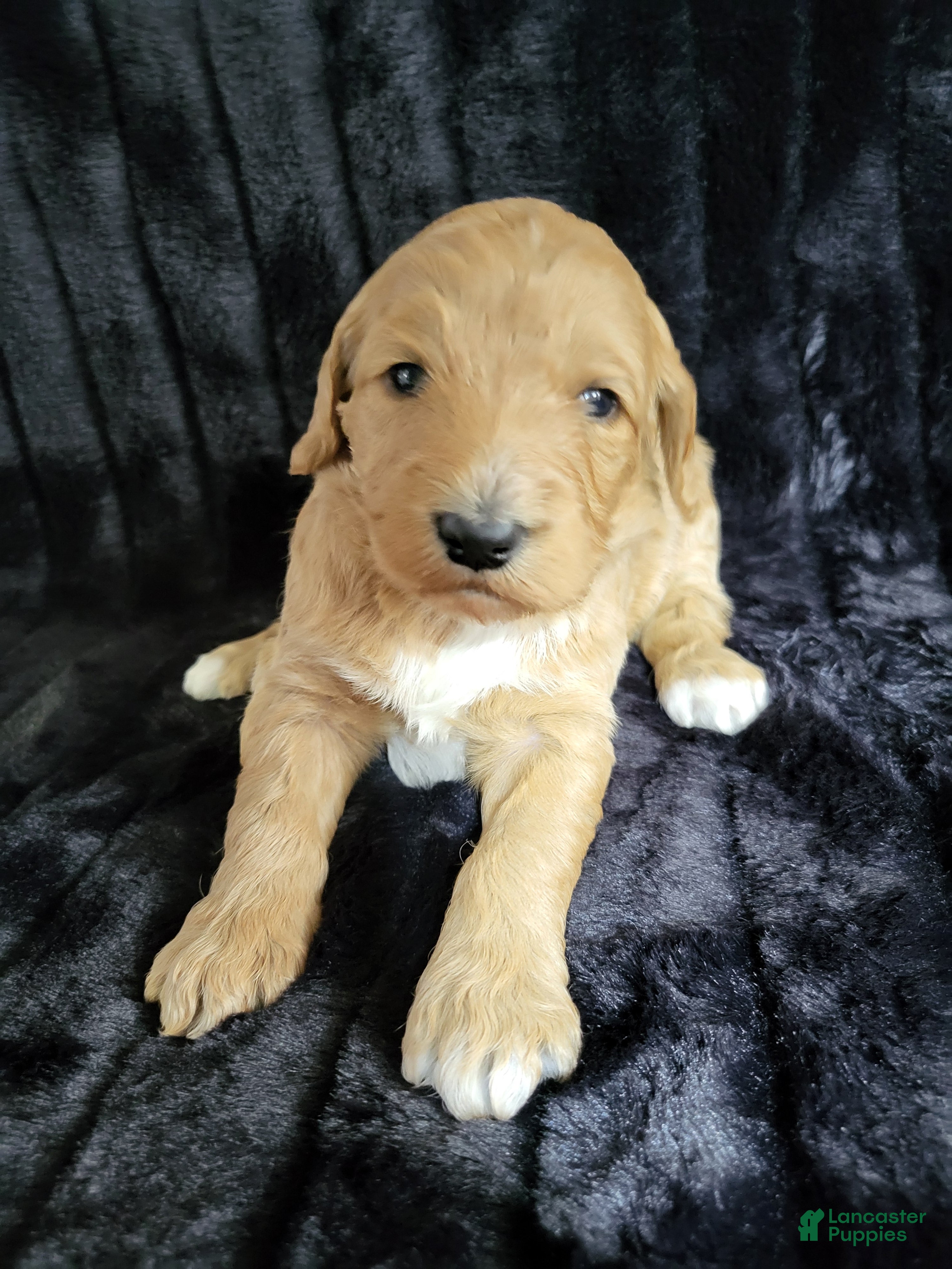 Standard Poodle dogs Standard Poodle Puppy Female - Ad 37