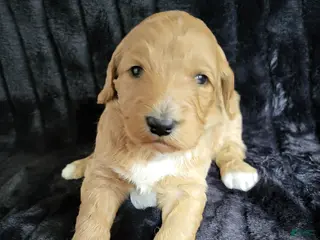 Standard Poodle dogs Standard Poodle Puppy Female - Ad 37