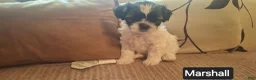 Shih Tzu dogs for sale: Shih Tzu 5 - Ad 8