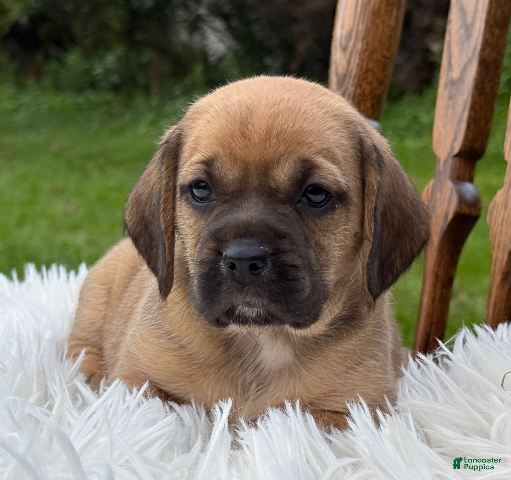 Puggle dogs Piper - Ad 2