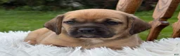 Puggle dogs for sale: Piper - Ad 2
