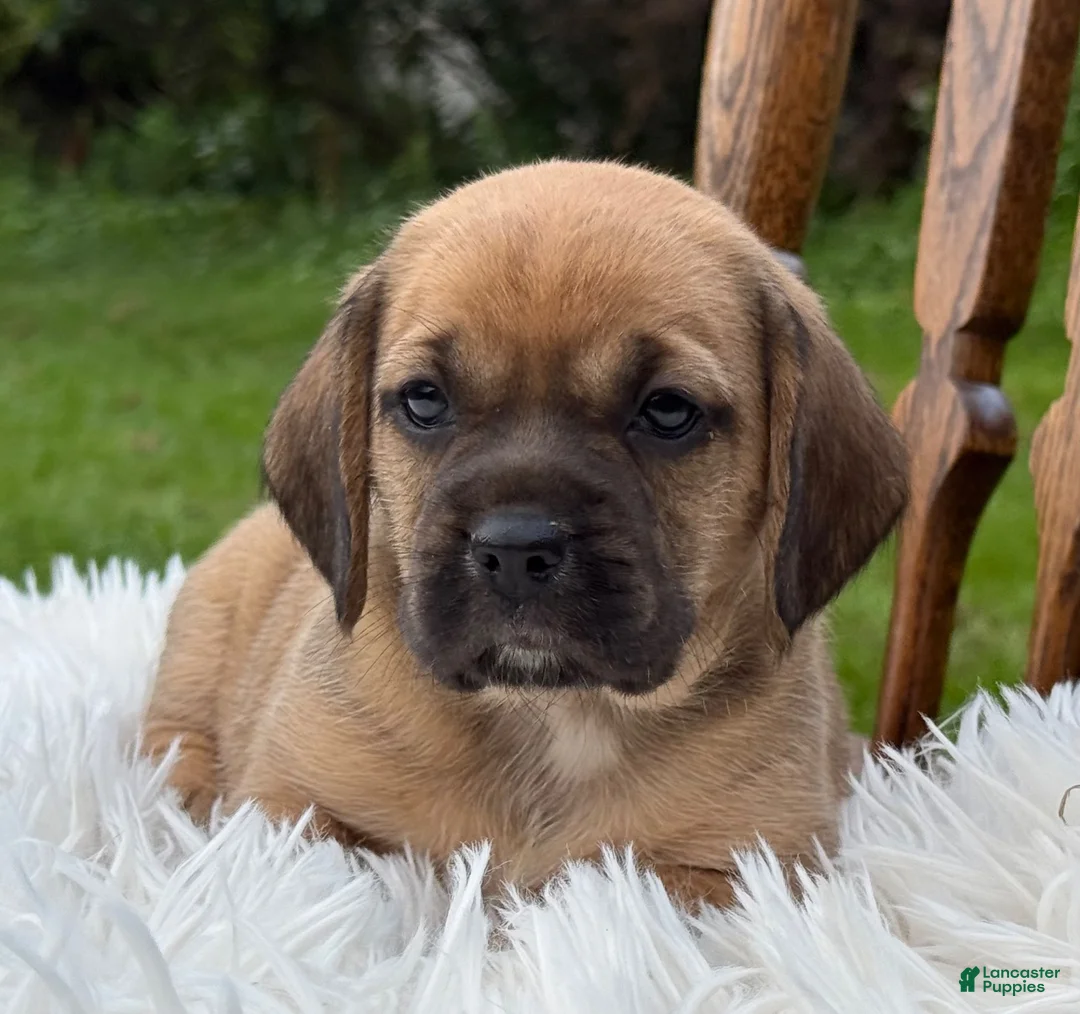 Puggle dogs for sale: Piper - Ad 2