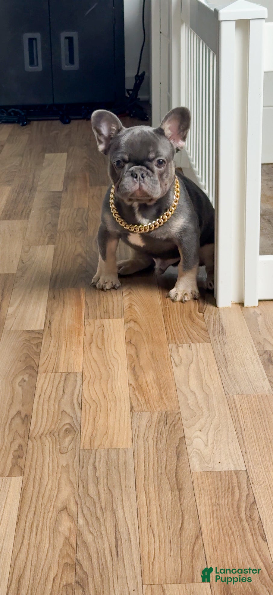 French Bulldog dogs French Bulldog Puppy 2 - Ad 42