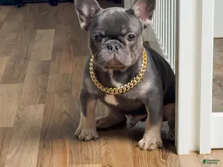 French Bulldog dogs French Bulldog Puppy 2 - Ad 42