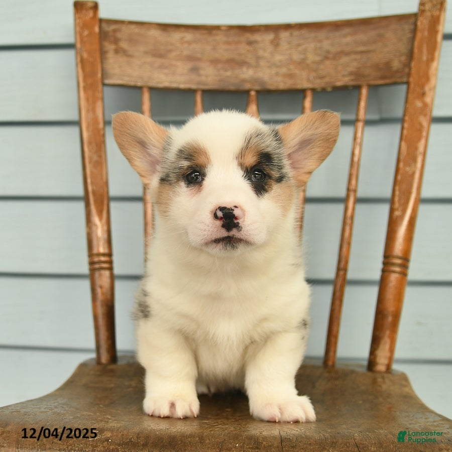 Welsh Corgi Pembroke dogs Sarge  - Ad 4