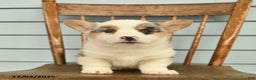 Welsh Corgi Pembroke dogs for sale: Sarge  - Ad 1