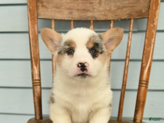 Welsh Corgi Pembroke dogs Sarge - Ad 20