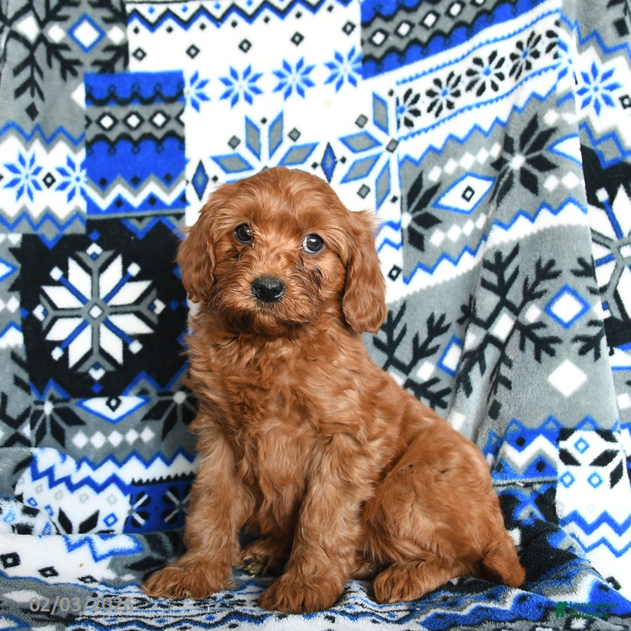 Cavapoo dogs Cashmere - Ad 10
