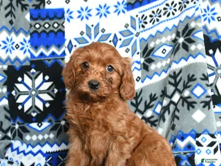 Cavapoo dogs Cashmere - Ad 10