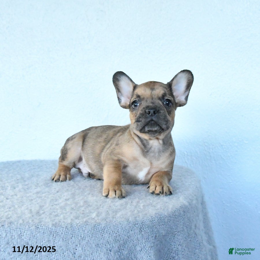 French Bulldog dogs Parker - Ad 9