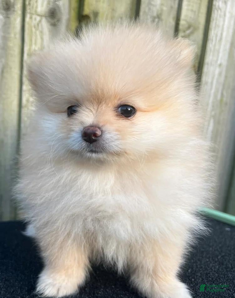 Pomeranian dogs Rafa - Ad 19