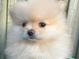 Pomeranian dogs Rafa - Ad 19