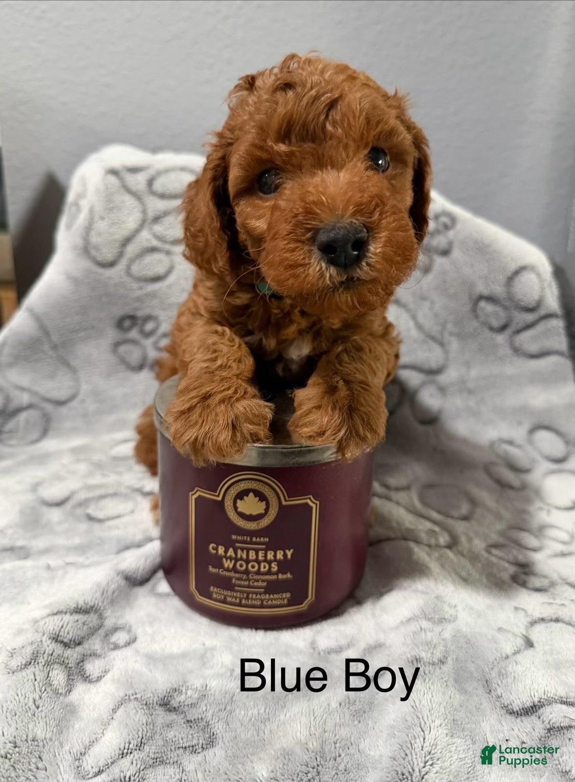 Mini Goldendoodle dogs Mini Goldendoodle 1 blue - Ad 24