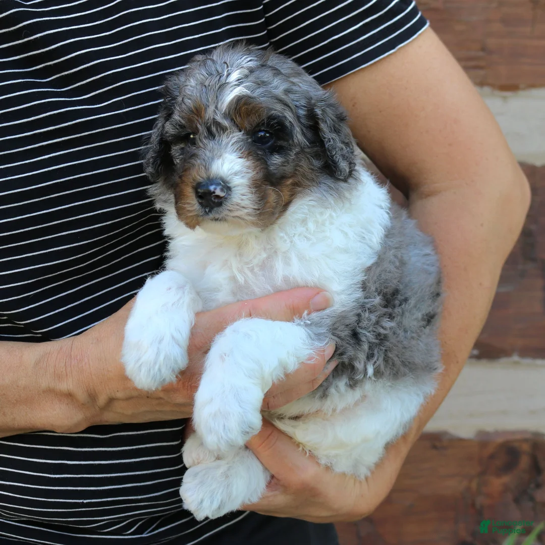 Mini Bernedoodle dogs for sale: Gizmo  - Ad 2