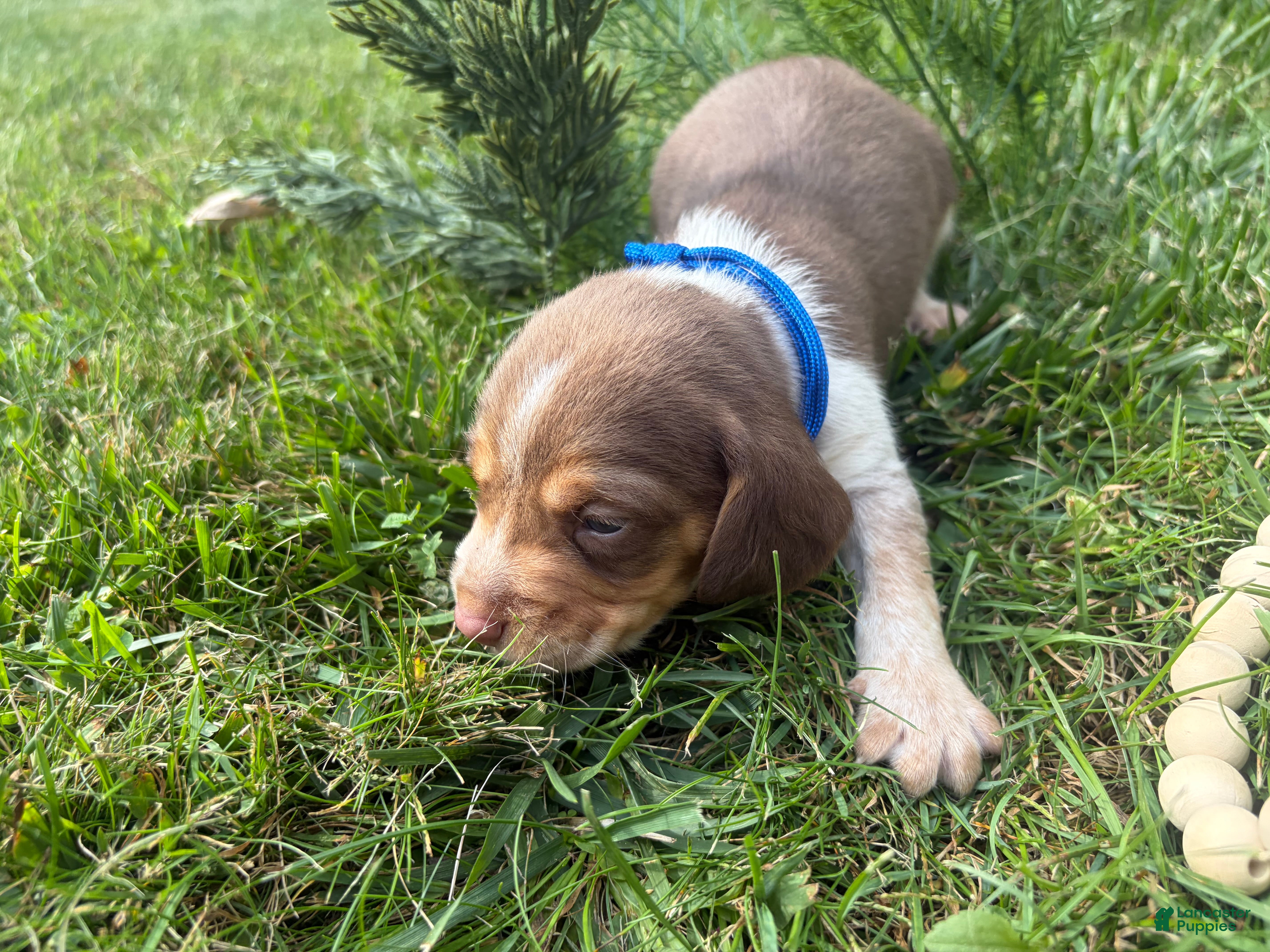 Beagle dogs Mr Blue - Ad 2