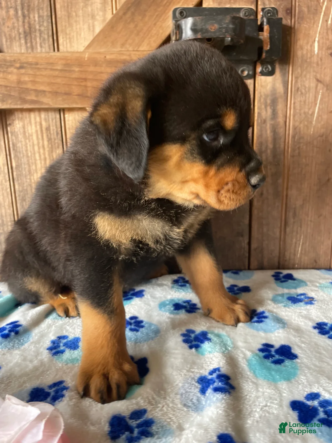 Rottweiler dogs for sale: Bogart - Ad 4