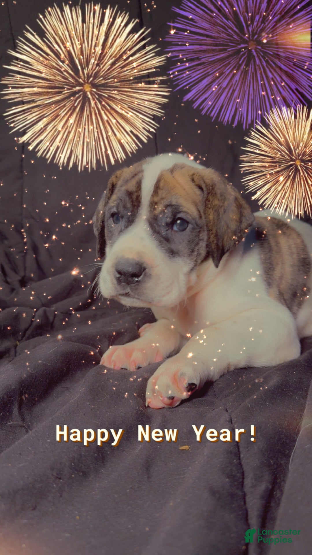 Great Dane dogs for sale: Howard - Ad 4