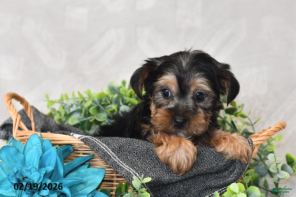 Yorkshire Terrier dogs Oscar - Ad 2