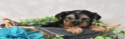Yorkshire Terrier dogs for sale: Oscar - Ad 2