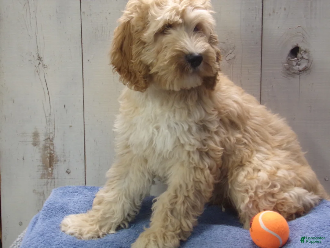 Cockapoo dogs for sale: Boone - Ad 2