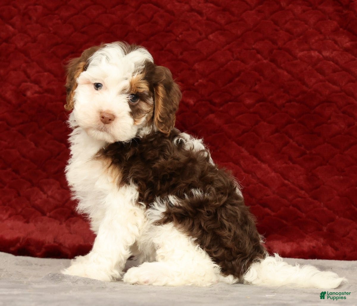 Cavapoo dogs for sale: Wendy - Ad 1