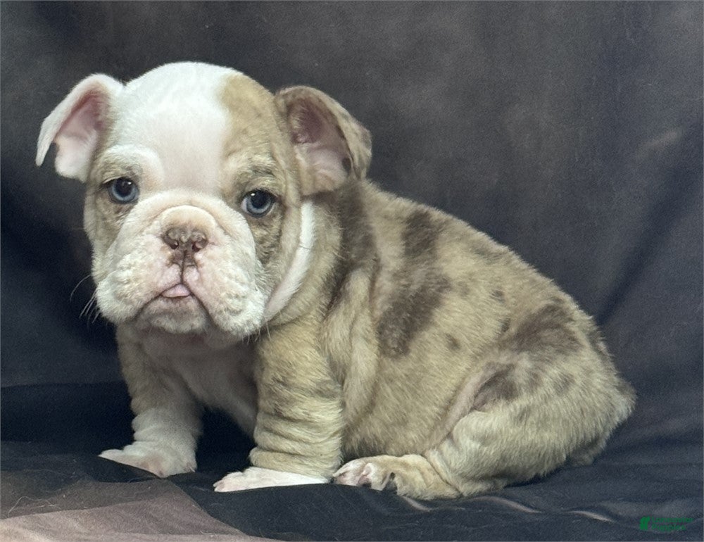 English Bulldog dogs English Bulldog Puppy 1 - Ad 1
