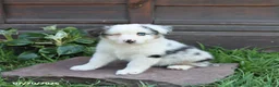 Australian Shepherd dogs for sale: Maddie - Ad 4