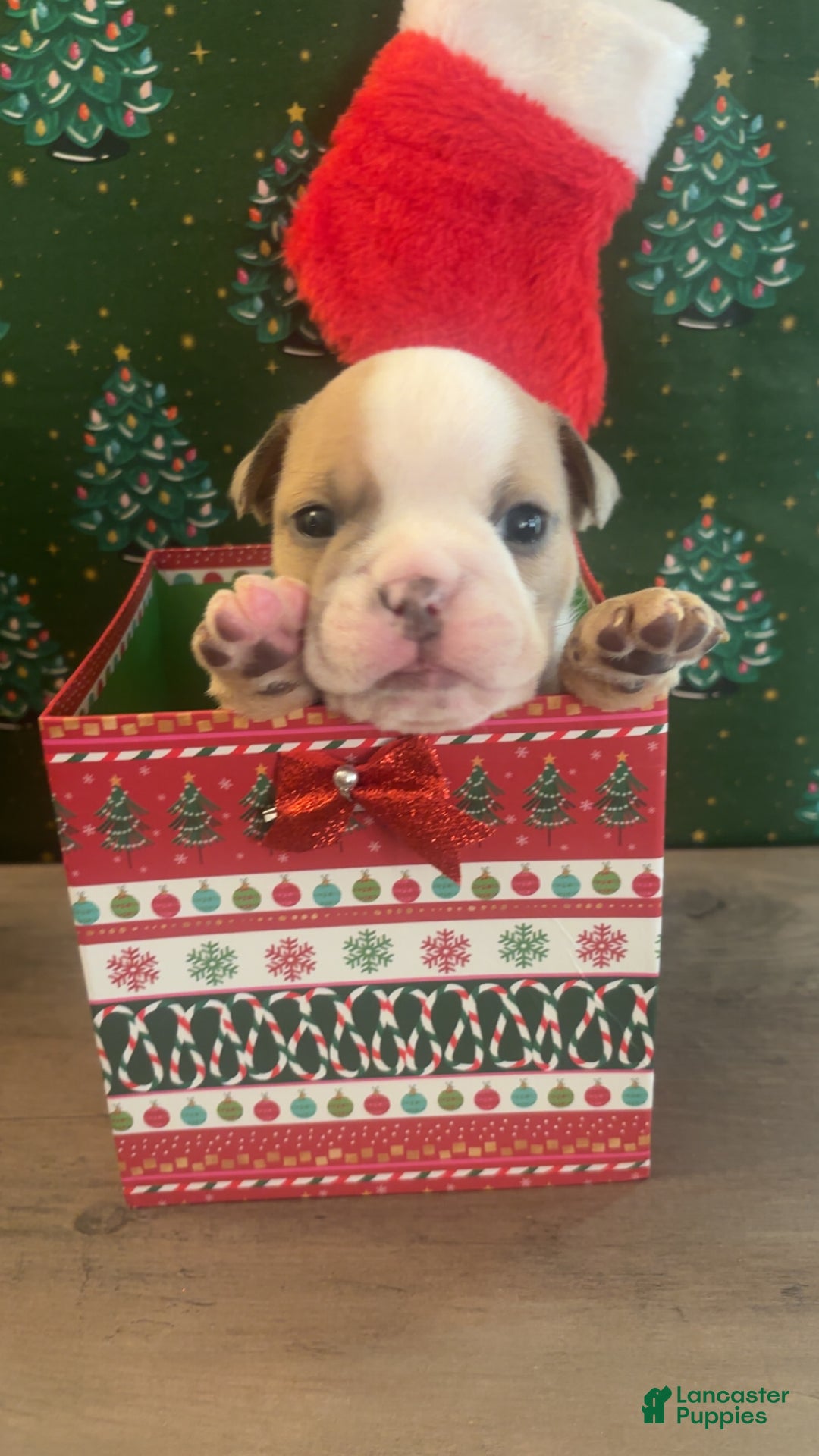 English Bulldog dogs for sale: English Bulldog Puppy 5 - Ad 1