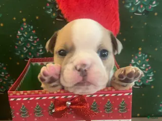 English Bulldog dogs English Bulldog Puppy 5 - Ad 26