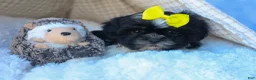 Shih Tzu dogs for sale: SASHA - Ad 7